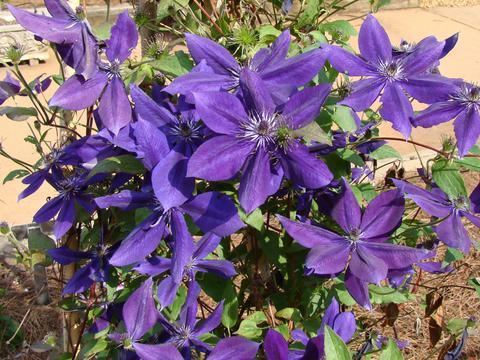 Photo of Clematis Amethyst Beauty™ uploaded by Calif_Sue