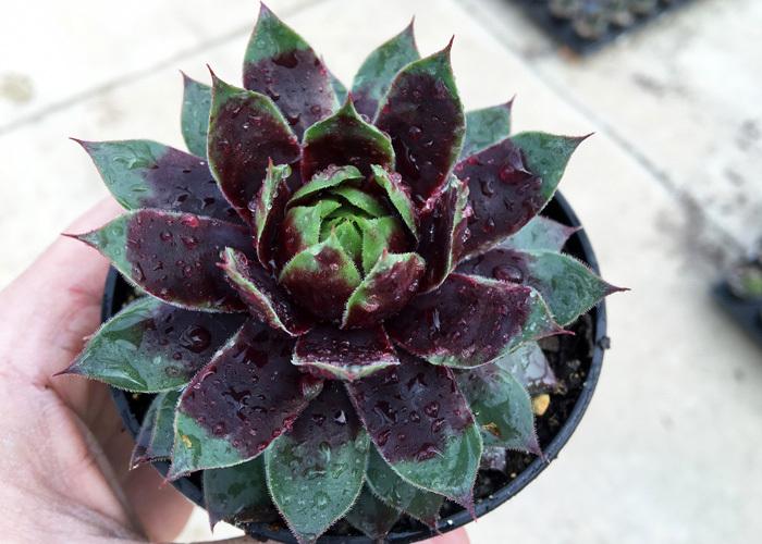 Photo of Hen and Chicks (Sempervivum 'Killer') uploaded by Calif_Sue