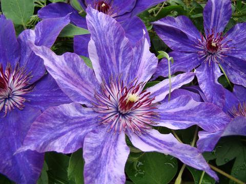 Photo of Clematis 'Galaxy' uploaded by Calif_Sue