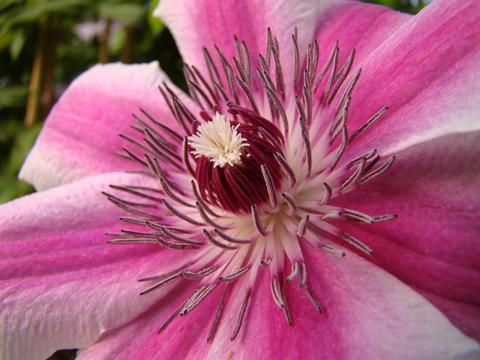 Photo of Clematis 'Carnaby' uploaded by Calif_Sue