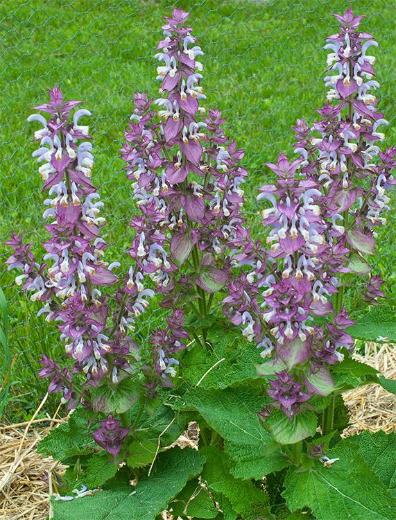 Photo of Clary Sage (Salvia sclarea 'Piemont') uploaded by Calif_Sue
