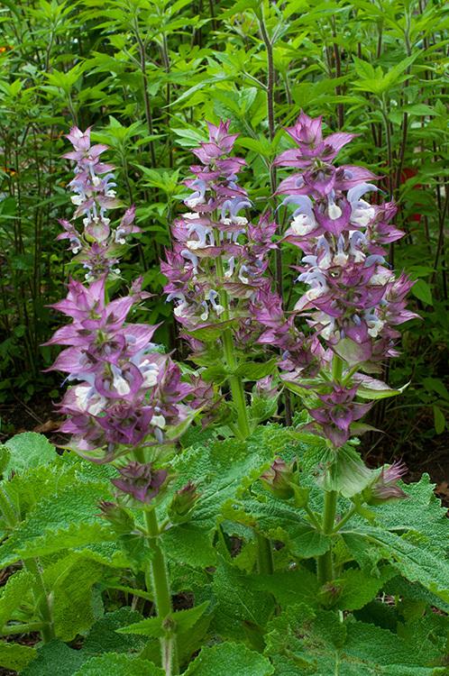 Photo of Clary Sage (Salvia sclarea 'Piemont') uploaded by Calif_Sue