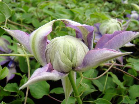 Photo of Clematis Diamantina™ uploaded by Calif_Sue