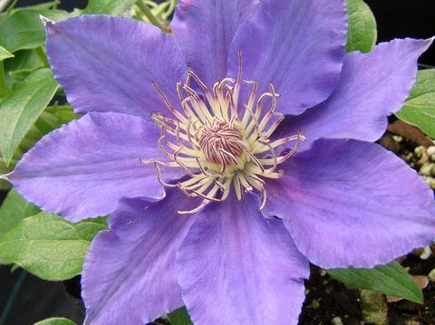 Photo of Clematis Bijou™ uploaded by Calif_Sue
