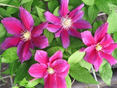 Photo of Clematis 'Hania' uploaded by Calif_Sue