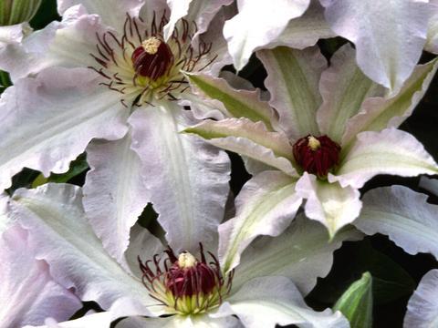 Photo of Clematis Claire de Lune™ uploaded by Calif_Sue
