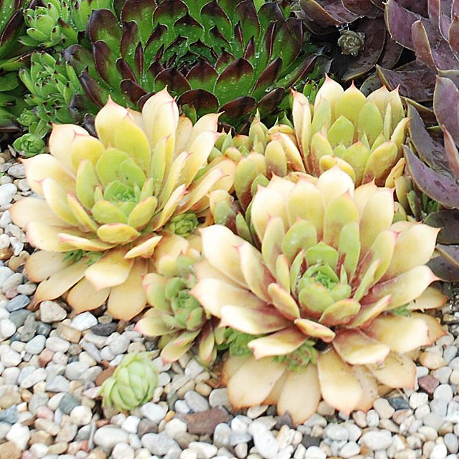 Photo of Hen and Chicks (Sempervivum 'Gold Nugget') uploaded by Calif_Sue