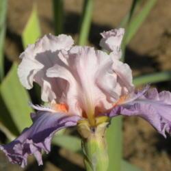 Location: Frannie's Iris Garden, Elk Grove, CA
Date: 2014-05-06