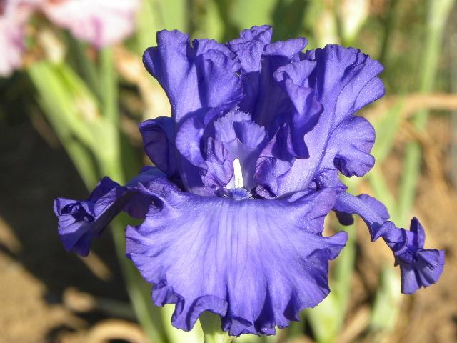 Photo of Tall Bearded Iris (Iris 'Change in the Weather') uploaded by SassyCat