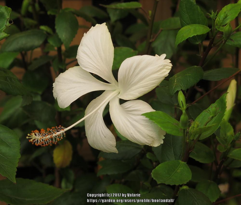 Photo of Tropical Hibiscus (Hibiscus rosa-sinensis 'Dainty White') uploaded by bootandall