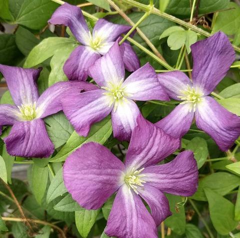 Photo of Clematis (Clematis viticella 'Little Bas') uploaded by Calif_Sue