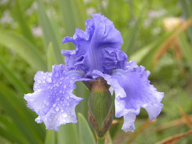 Photo of Tall Bearded Iris (Iris 'Honky Tonk Blues') uploaded by SassyCat