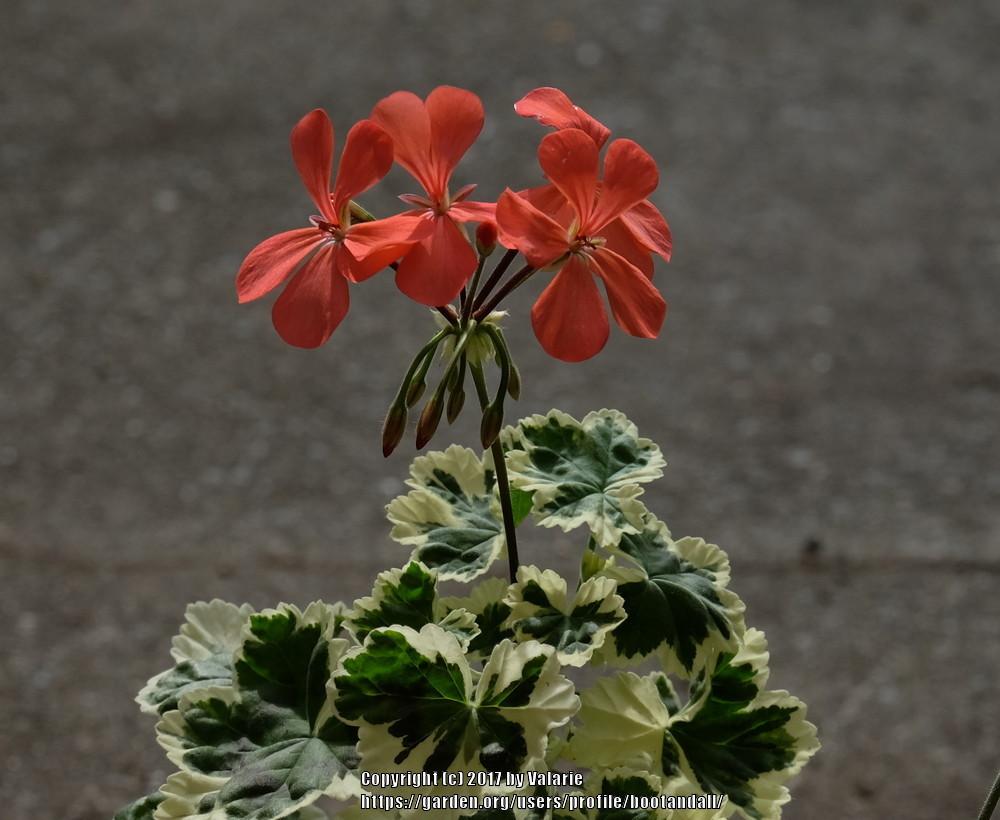Photo of Zonal Geranium (Pelargonium x hortorum 'Frank Headley') uploaded by bootandall