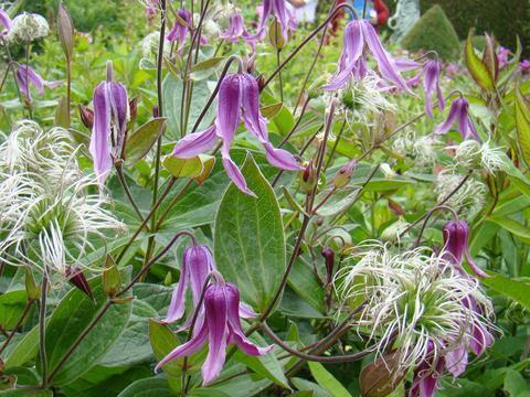 Photo of Clematis (Clematis integrifolia 'Pangbourne Pink') uploaded by Calif_Sue