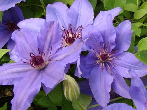 Photo of Clematis Parisienne™ uploaded by Calif_Sue