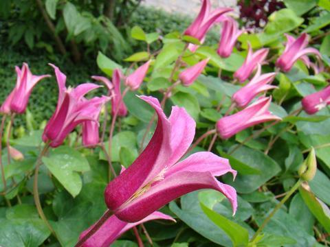 Photo of Clematis (Clematis texensis 'Princess Diana') uploaded by Calif_Sue