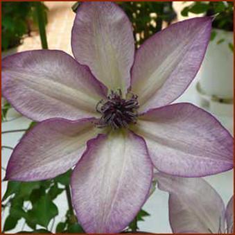 Photo of Clematis 'Utopia' uploaded by Calif_Sue