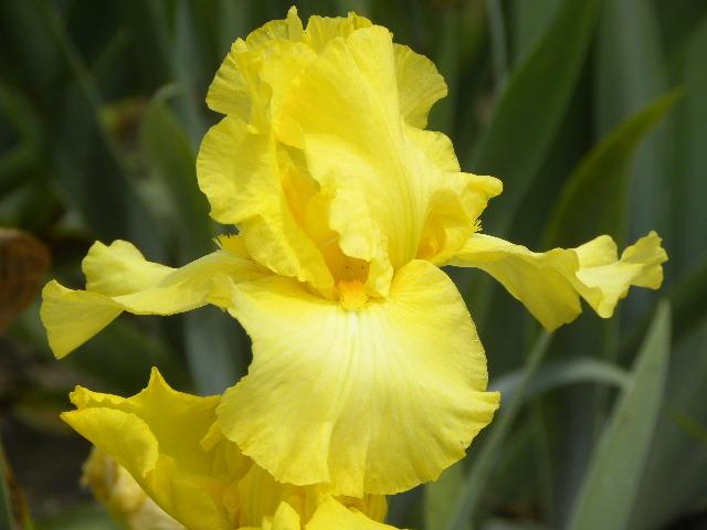 Photo of Tall Bearded Iris (Iris 'New Moon') uploaded by SassyCat