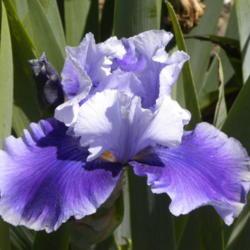 Location: Mariposa Iris Garden, Mariposa, CA
Date: 2016-04-29