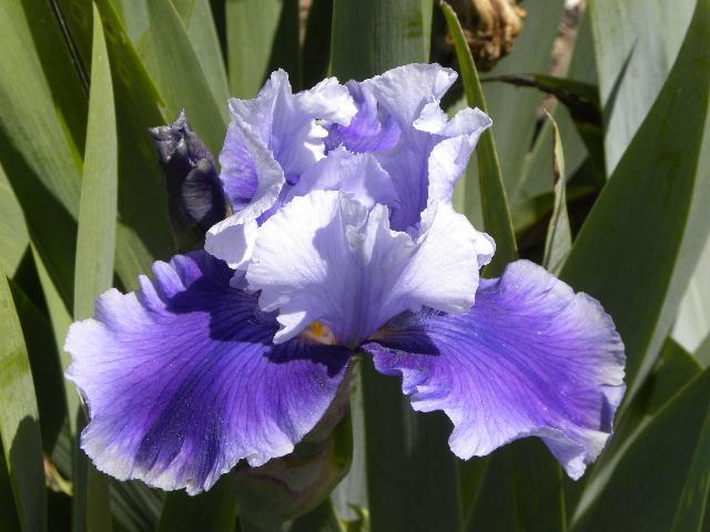 Photo of Tall Bearded Iris (Iris 'Premonition') uploaded by SassyCat