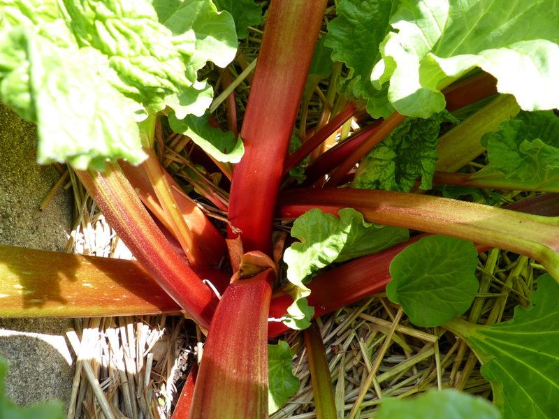 Photo of Rhubarb (Rheum rhabarbarum 'Crimson Red') uploaded by molanic