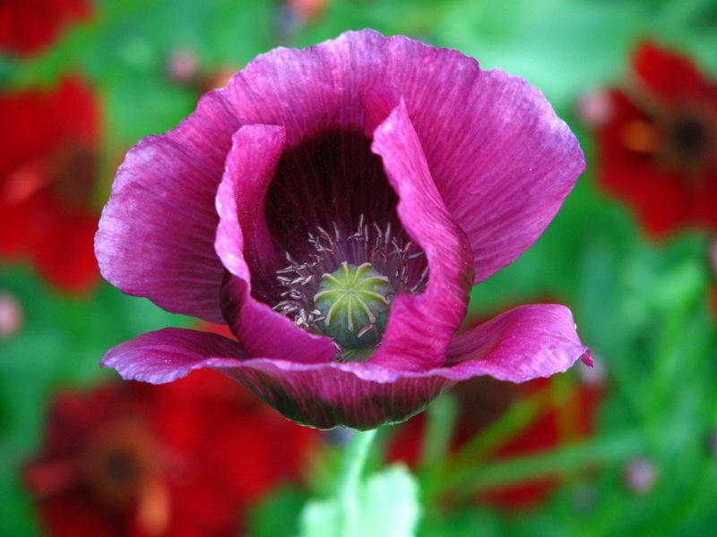 Photo of Opium Poppy (Papaver somniferum) uploaded by molanic