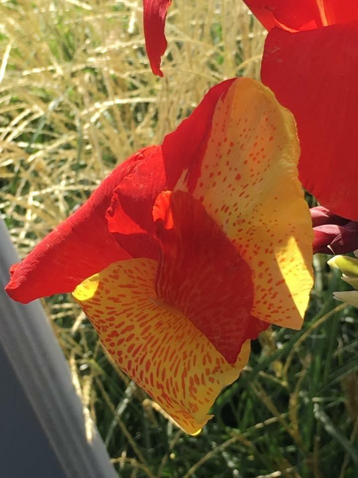 Photo of Canna Lily (Canna 'Yellow King Humbert') uploaded by rbloomfi