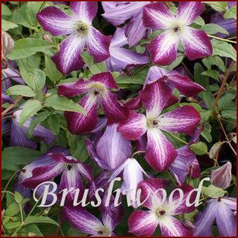 Photo of Clematis (Clematis viticella 'Walenburg') uploaded by Calif_Sue