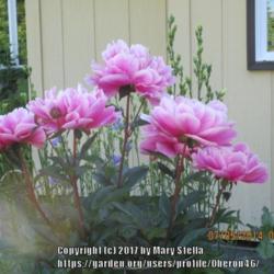 Location: My Garden, Anchorage, Alaska
Date: 2014-07-05
'Bev' has strong stems on a vase shaped plant, topped with dark p