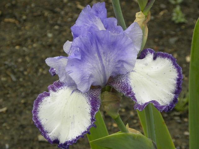 Photo of Tall Bearded Iris (Iris 'Turtle') uploaded by SassyCat