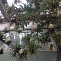 Location: Howard Peters Rawlings Conservatory, Baltimore, Maryland
Date: 2017-02-01
Air plants growing in sea shells