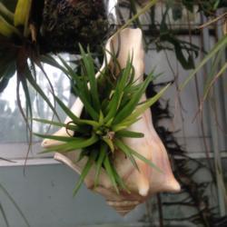Location: Howard Peters Rawlings Conservatory, Baltimore, Maryland
Date: 2017-02-01
Air plant growing in a sea shell