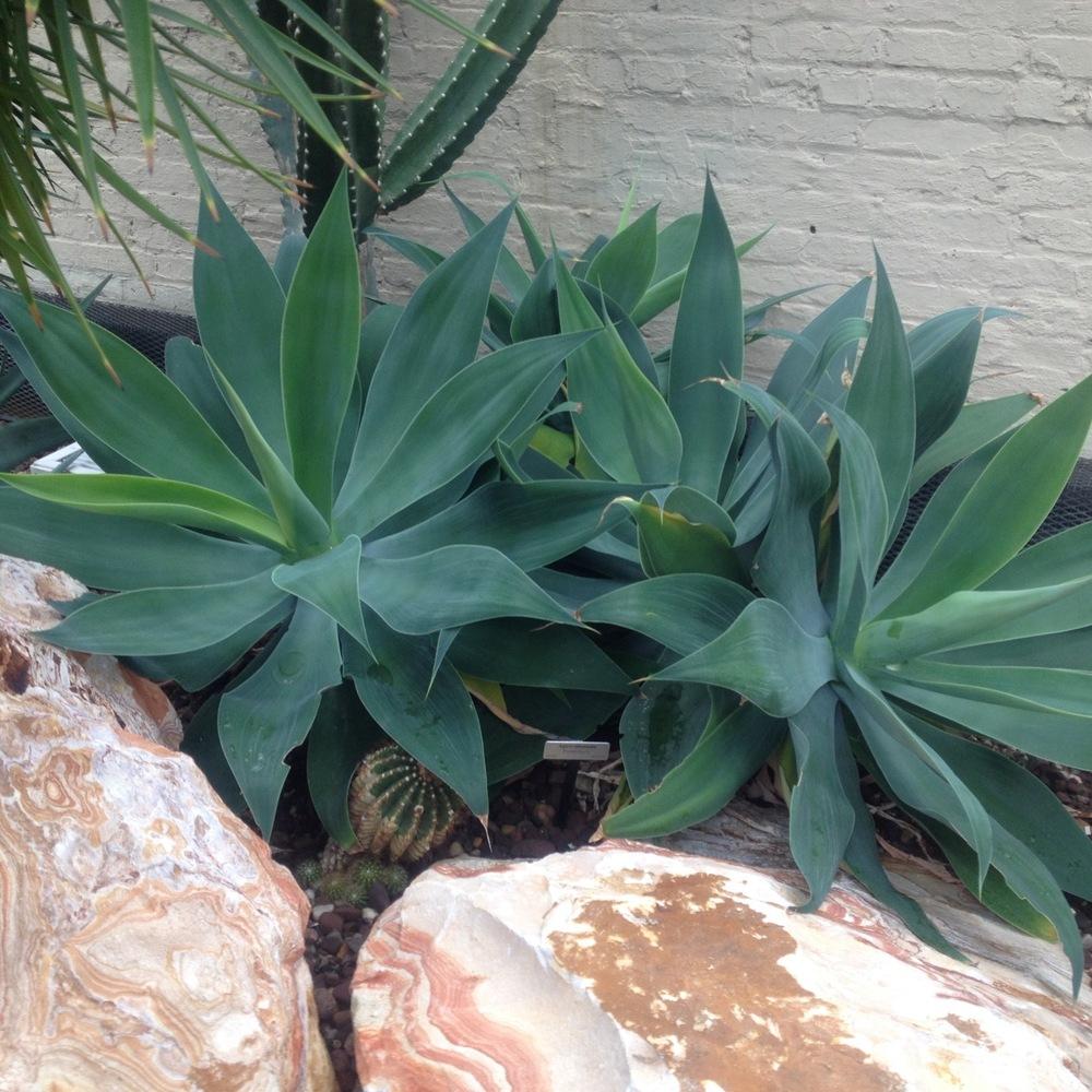 Photo of Foxtail Agave (Agave attenuata) uploaded by csandt