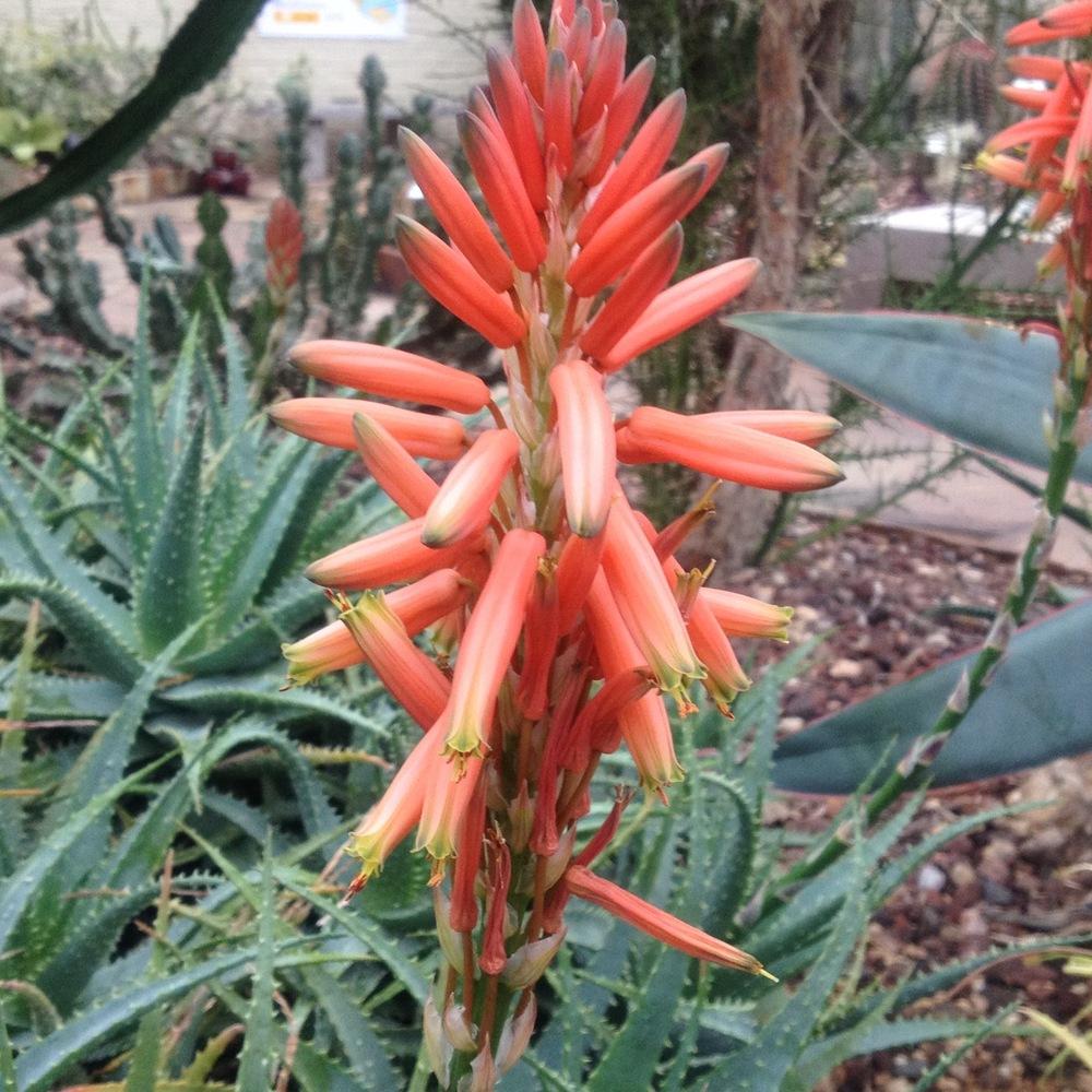Photo of Aloes (Aloe) uploaded by csandt
