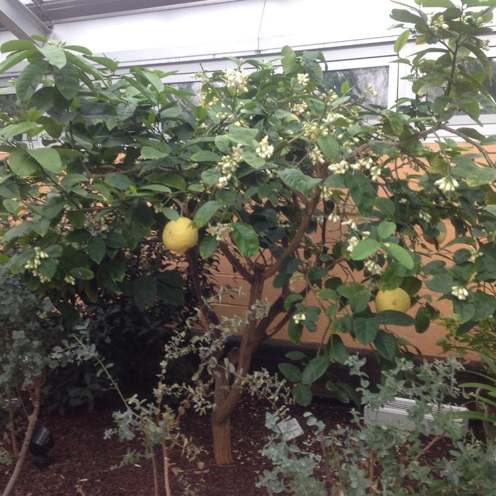 Photo of Ponderosa Lemon (Citrus x limon 'Ponderosa') uploaded by csandt