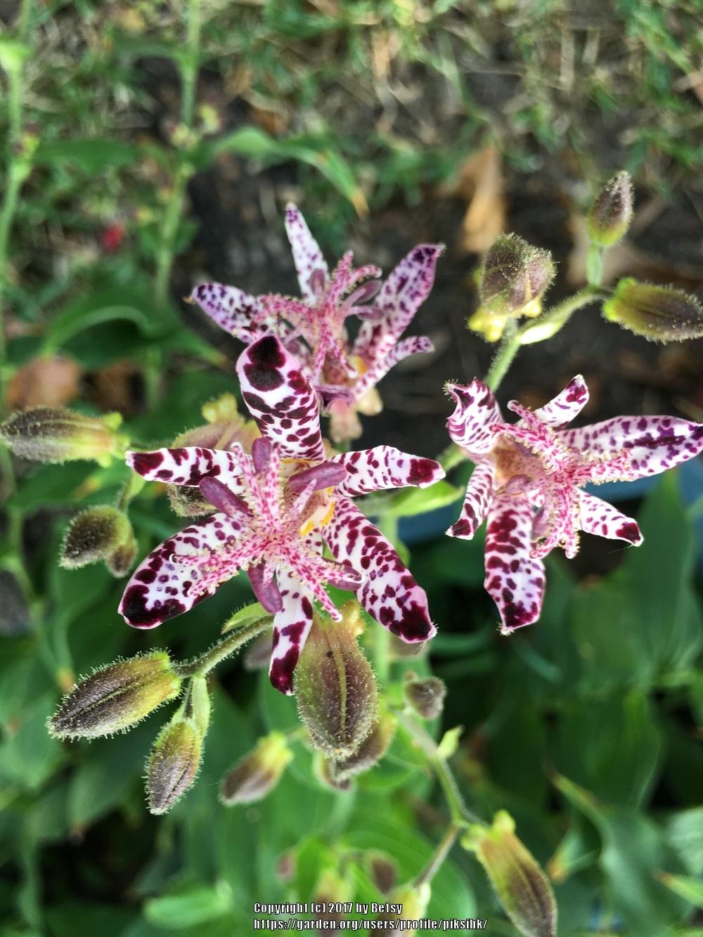 Photo of Japanese Toad Lily (Tricyrtis hirta) uploaded by piksihk