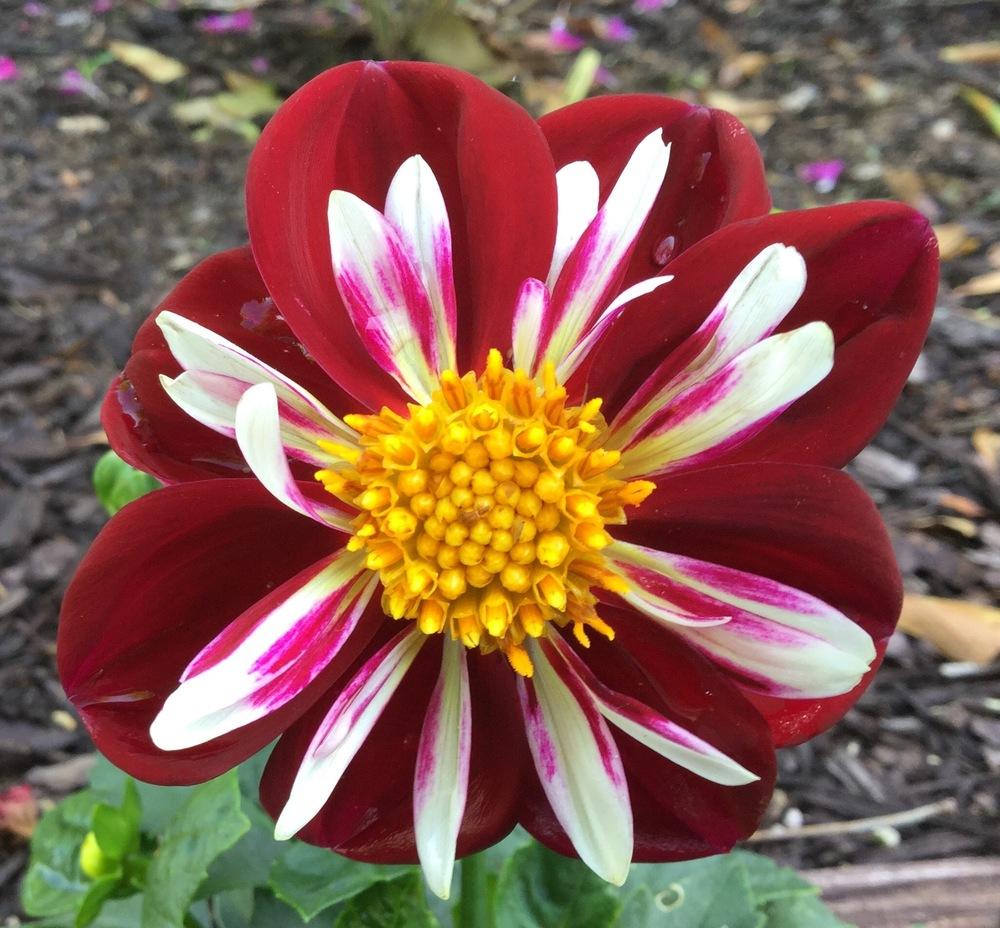 Photo of Dahlia 'Starsister Red and White' uploaded by scflowers