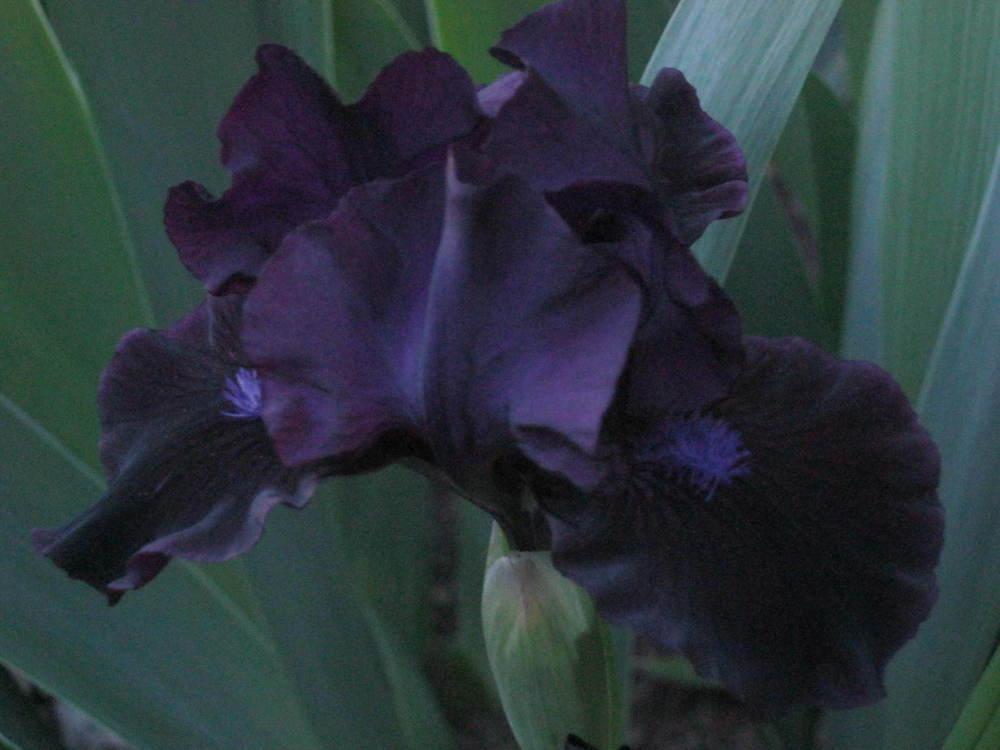 Photo of Standard Dwarf Bearded Iris (Iris 'Black Lightning') uploaded by Irislady