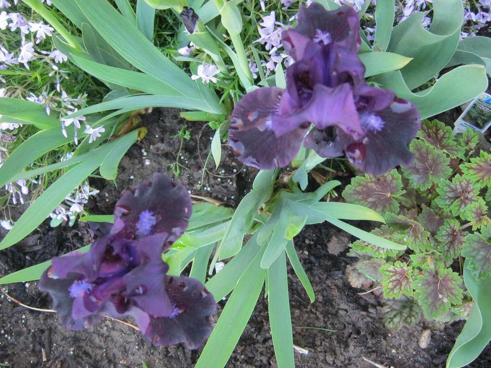 Photo of Standard Dwarf Bearded Iris (Iris 'Black Lightning') uploaded by Irislady