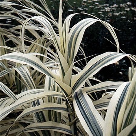 Photo of Giant Reed (Arundo donax 'Peppermint Stick') uploaded by Lalambchop1
