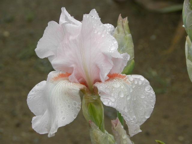 Photo of Tall Bearded Iris (Iris 'Vanity') uploaded by SassyCat