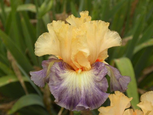 Photo of Tall Bearded Iris (Iris 'Tahitian Treat') uploaded by SassyCat