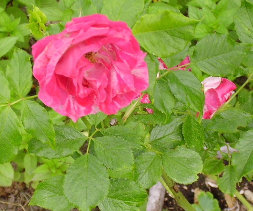 Photo of Rose (Rosa 'Berries 'n' Cream') uploaded by HemNorth