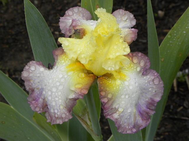 Photo of Tall Bearded Iris (Iris 'Kiss of Kisses') uploaded by SassyCat