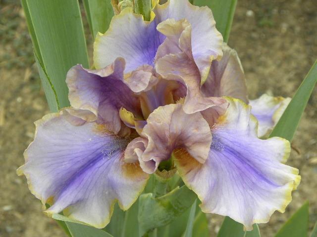 Photo of Tall Bearded Iris (Iris 'So Unusual') uploaded by SassyCat