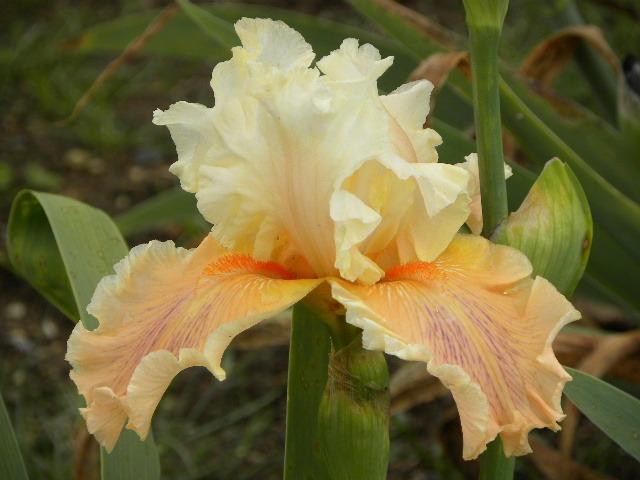 Photo of Tall Bearded Iris (Iris 'Winning Hand') uploaded by SassyCat