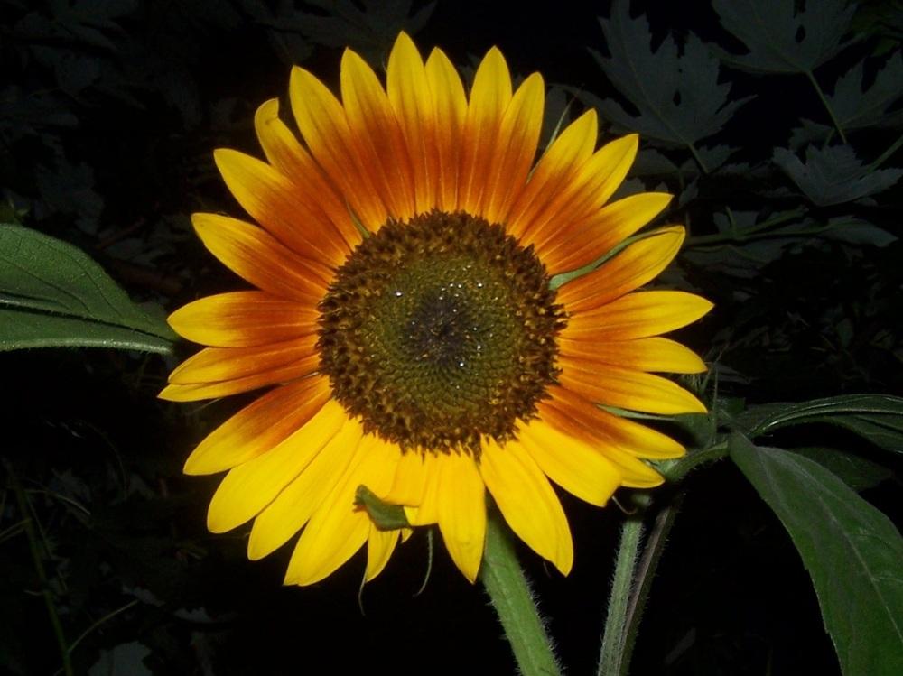 Photo of Sunflower (Helianthus annuus 'Kong') uploaded by jmorth