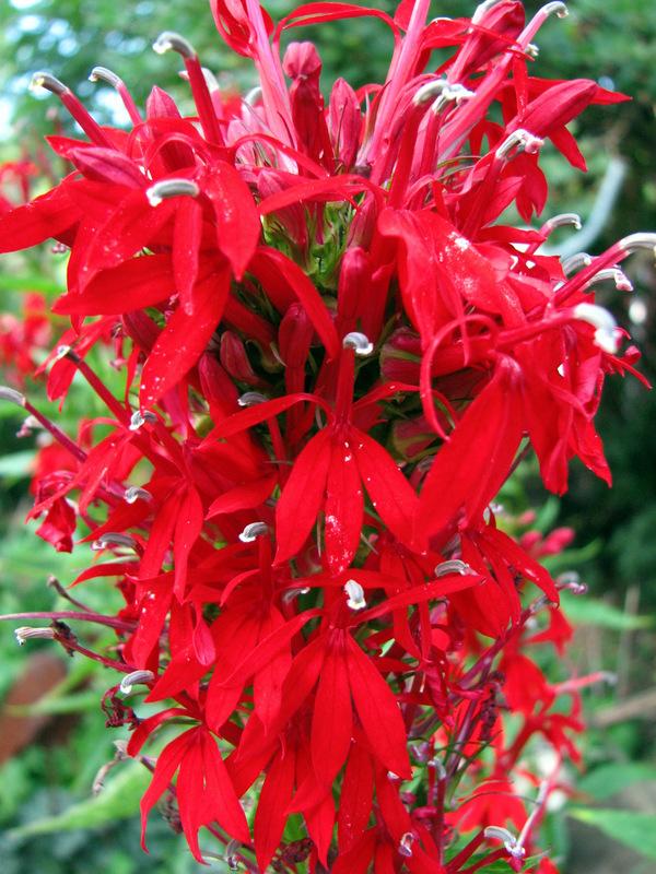 Photo of Cardinal Flower (Lobelia cardinalis) uploaded by molanic