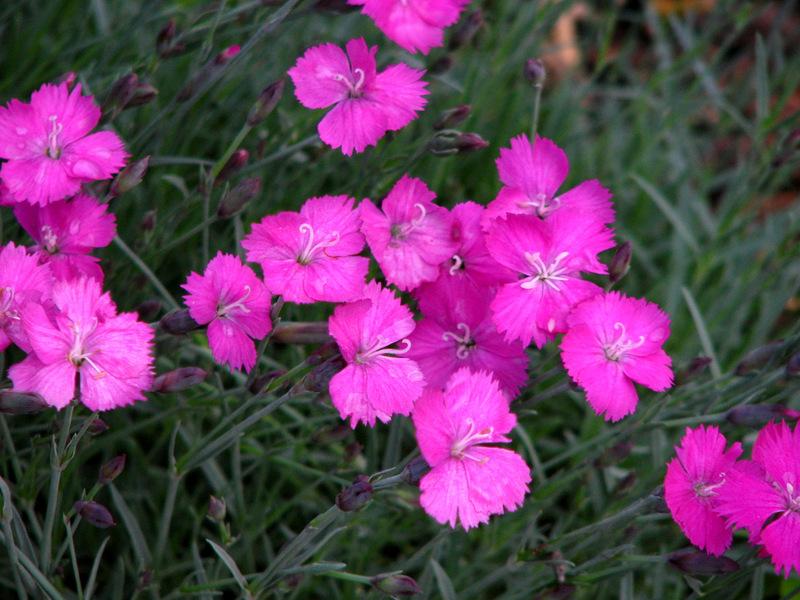 Photo of Cheddar Pink (Dianthus gratianopolitanus 'Feuerhexe') uploaded by molanic