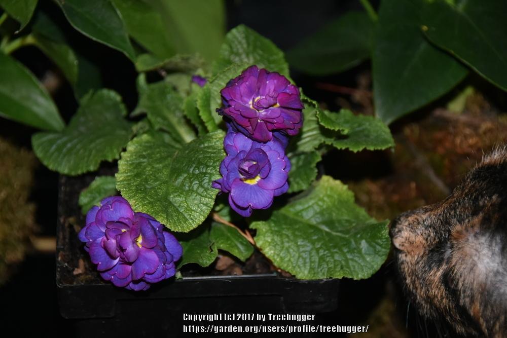 Photo of Primrose (Primula vulgaris Belarina® Cobalt Blue) uploaded by treehugger